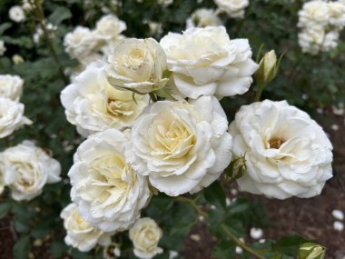 İnanılmaz çiçeklerin açtığı yere yakın.