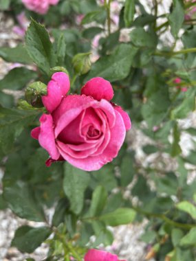 Bahçedeki güzel pembe güller