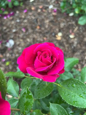 Bahçede güzel bir gül