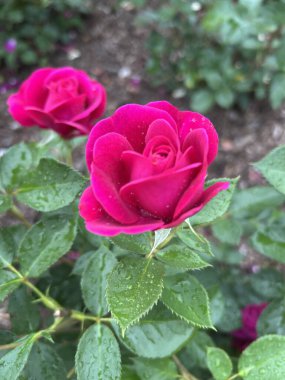 Bahçedeki güzel kırmızı gül