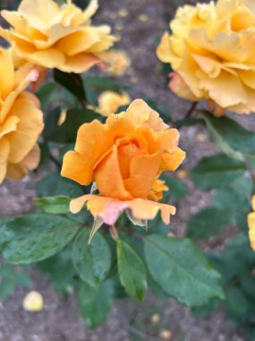 Bahçedeki güzel güller