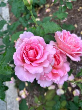 Bahçedeki güzel pembe güller