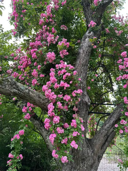 Bahçedeki güzel çiçekler
