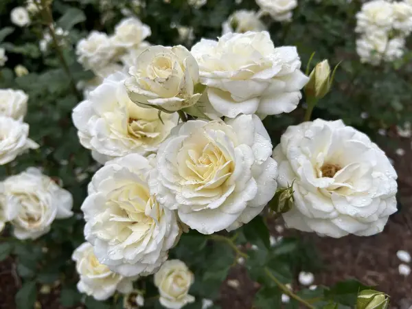 İnanılmaz çiçeklerin açtığı yere yakın.