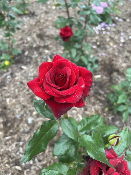 Bahçedeki güzel kırmızı gül