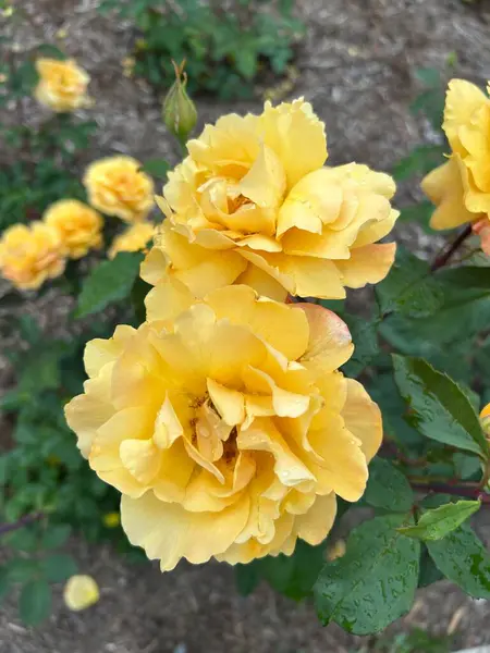 Bahçedeki güzel güller