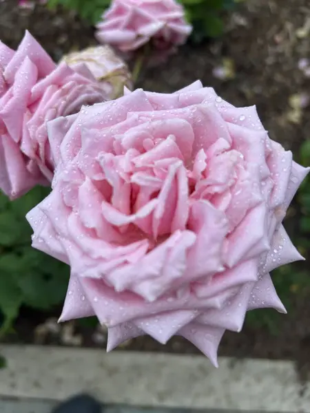 Bahçede güzel pembe bir gül