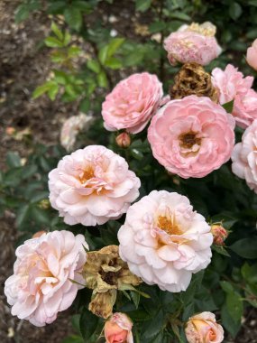 Bahçedeki güzel çiçekler