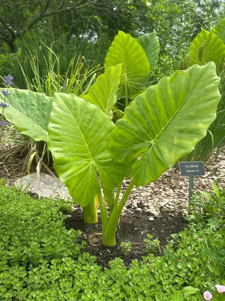 Yakın - parktaki tropikal bir yaprağın görüntüsü