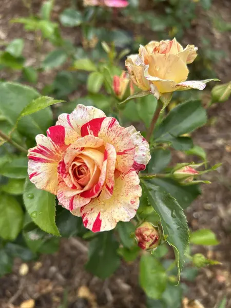 Bahçedeki güzel çiçekler