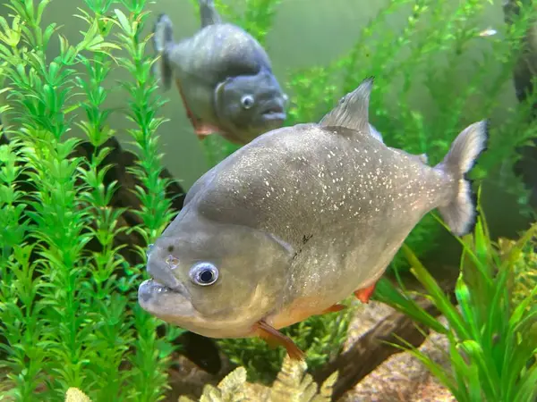 Akvaryumdaki balıklar