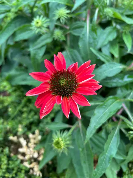 Bahçedeki güzel kırmızı çiçek