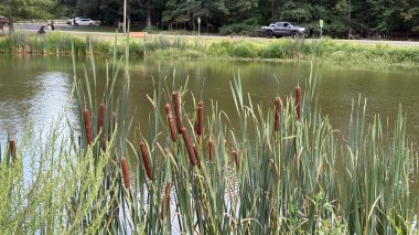 Parktaki gölet manzarası