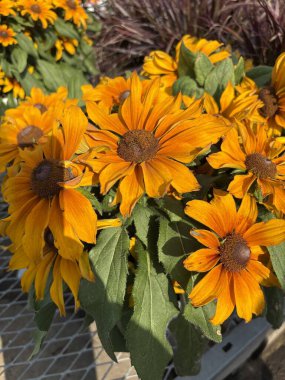 Bahçedeki güzel çiçekler