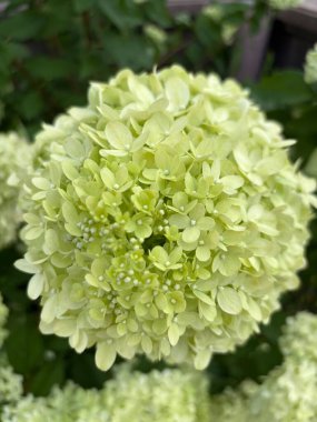 Güzel botanik fotoğrafı, doğal duvar kağıdı.