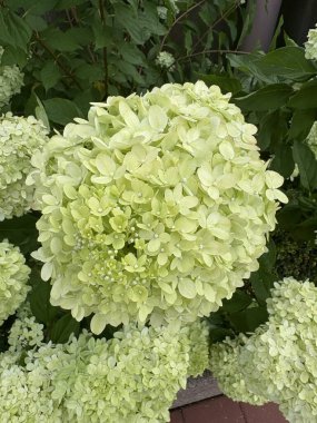 Güzel botanik fotoğrafı, doğal duvar kağıdı.