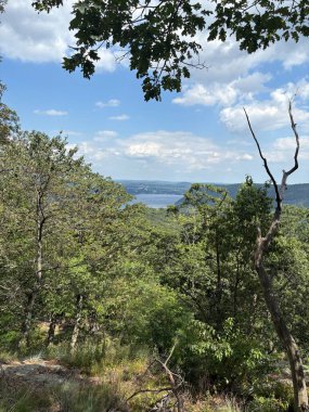 Ormandaki yeşil ağacın dikey görüntüsü.