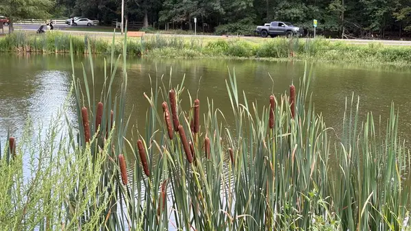 Parktaki gölet manzarası