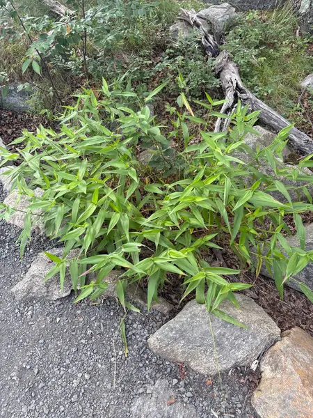 Ormanda yeşil yapraklar