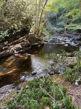 Pensilvanya 'da orman hayvanı düştü, Poconos dağlarına sıkışmış nefes kesici bir manzara. 