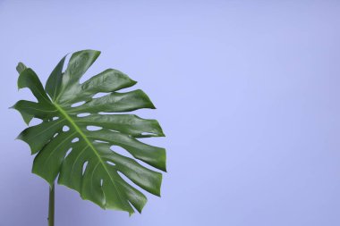 Mor arkaplandaki canavar yaprağı.