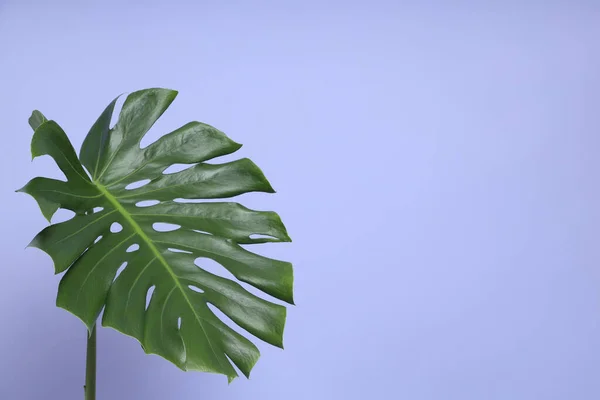 stock image The Monstera leaf on the purple background.