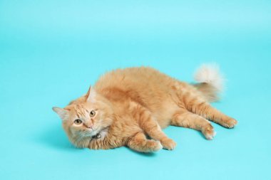 Yeşil arka planda yatan sevimli kızıl kedi..