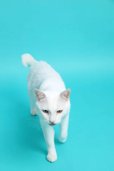 Yeşil Arka Plandaki Beyaz Kedi — Stok fotoğraf