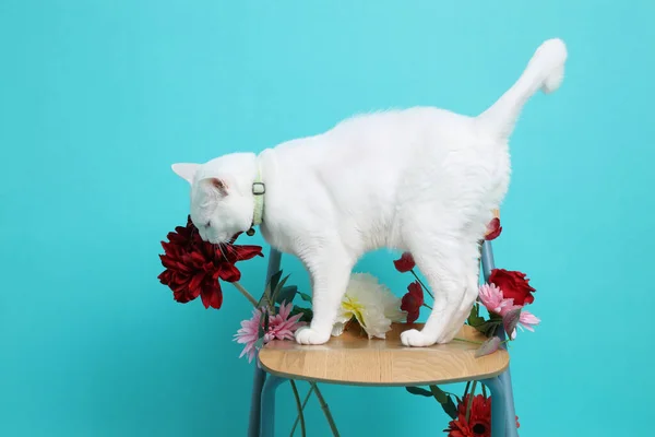 stock image The young white cat on the chair decorated with flower.