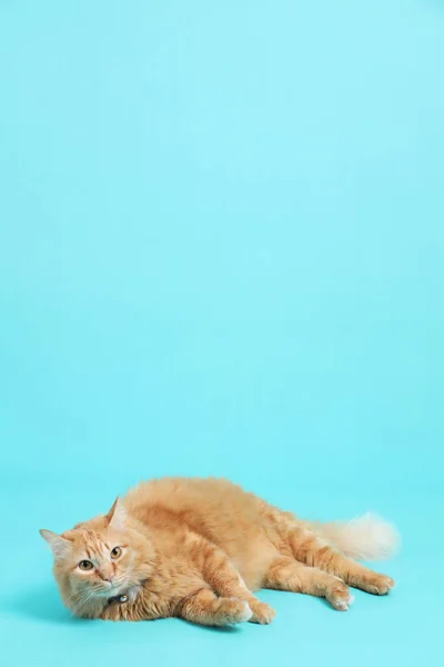 stock image The cute ginger cat lying on the green background.