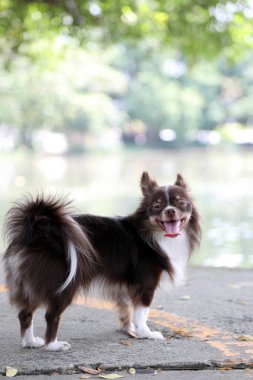 Doğal parktaki kahverengi ve beyaz chihuahua köpeği..