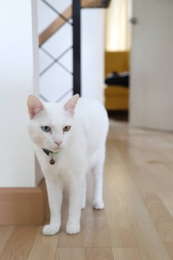 Evde oynayan yetişkin beyaz Khao Manee kedisi..