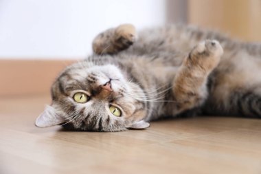 Kelt kısa saçlı kedi evde dinleniyor..