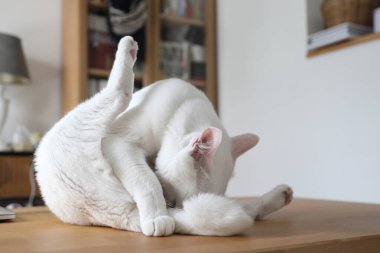 Evde oynayan yetişkin beyaz Khao Manee kedisi..