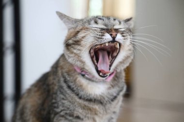 Kelt kısa saçlı kedi evde dinleniyor..