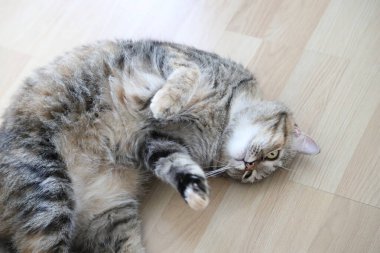 Kelt kısa saçlı kedi evde dinleniyor..