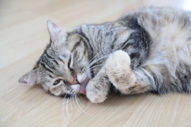 Kelt kısa saçlı kedi evde dinleniyor..