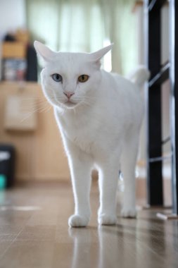 Evde oynayan yetişkin beyaz Khao Manee kedisi..