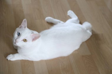 Evde oynayan yetişkin beyaz Khao Manee kedisi..
