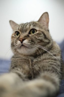 Kelt kısa saçlı kedi evde dinleniyor..