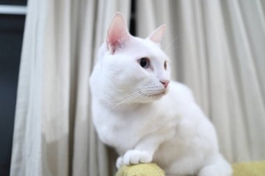 Evde oynayan yetişkin beyaz Khao Manee kedisi..