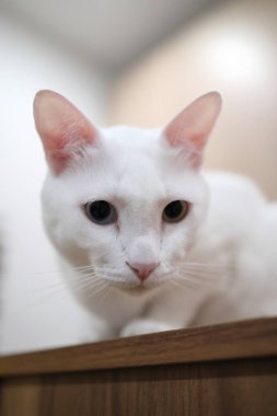 Evde oynayan yetişkin beyaz Khao Manee kedisi..