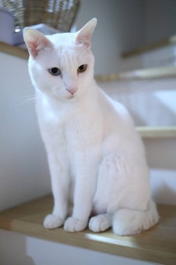 Evde oynayan yetişkin beyaz Khao Manee kedisi..