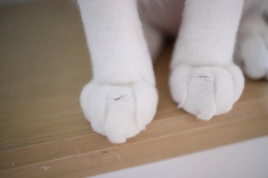 Evdeki kedi patisinin makro resmi. 