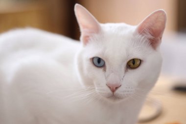 Evde oynayan yetişkin beyaz Khao Manee kedisi..