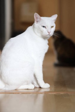 Evde oynayan yetişkin beyaz Khao Manee kedisi..