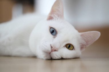 Evde oynayan yetişkin beyaz Khao Manee kedisi..