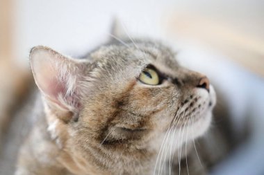 Kelt kısa saçlı kedi evde dinleniyor..