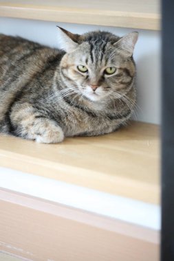 Kelt kısa saçlı kedi evde dinleniyor..