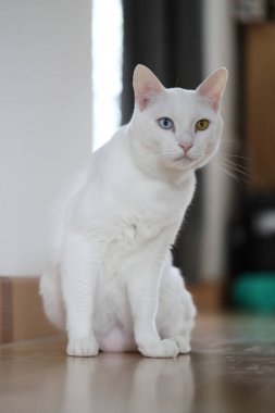 Evde oynayan yetişkin beyaz Khao Manee kedisi..